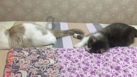 俞敏洪回应东方甄选风波:猪被逼到墙角也会咬人的